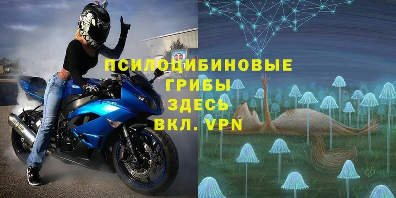 Псилоцибиновые грибы мицелий  что такое   Жигулёвск 